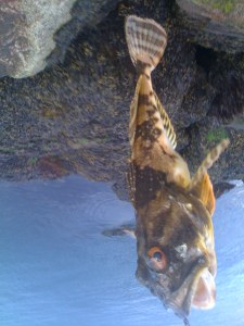 alien_fish_memorial_day_2008