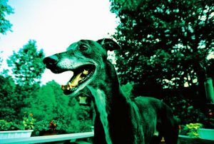 (Photo courtesy S. Josselyn)