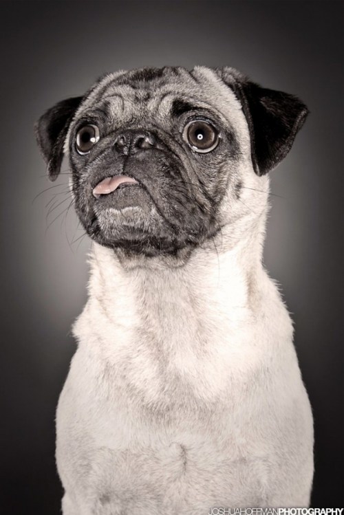 Media_httpdigitalphotographyschoolcomwpcontentuploads200911dog17jpg_nrcxqyschbrjwze